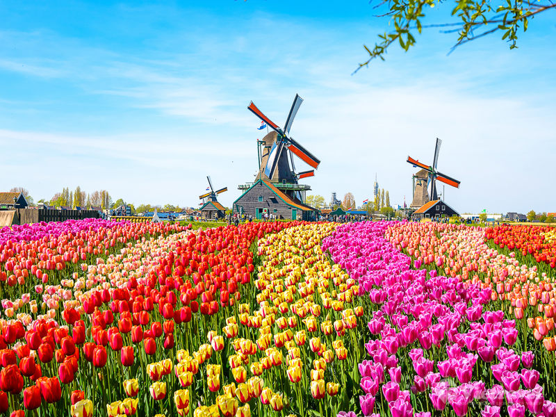 tfd__2_7201_netherland-landscape1